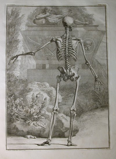 Skeleton, illustration from 